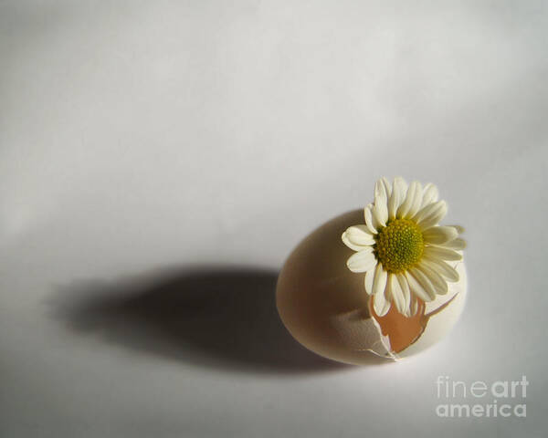 Artoffoxvox Art Print featuring the photograph Hatching Flower Photograph by Kristen Fox