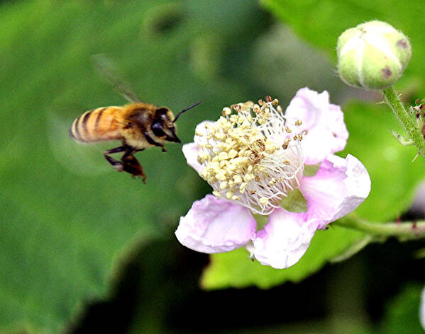 Nature Art Print featuring the photograph Hovering Bee by James Stodola