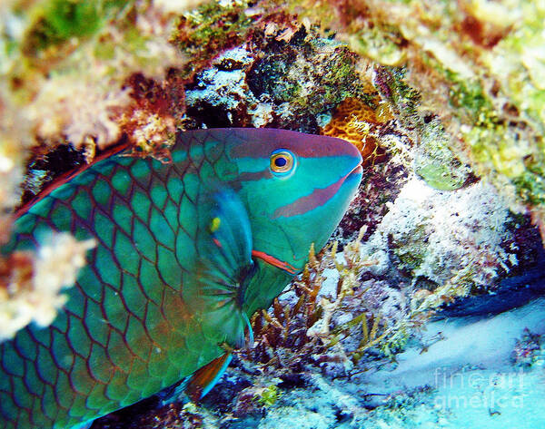 Parrotfish Art Print featuring the photograph In The Lair by Li Newton