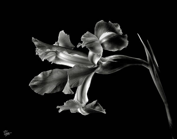Flower Art Print featuring the photograph Iris in Black and White by Endre Balogh