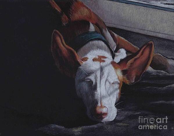 Ibizan Hound Art Print featuring the drawing Late Afternoon Nap by Charlotte Yealey