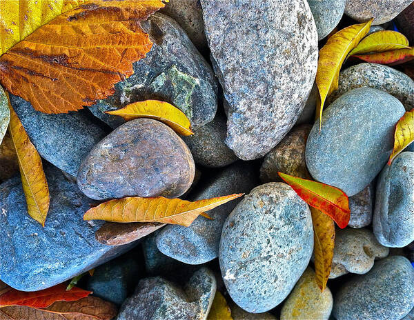 Nature Art Print featuring the photograph Leaves And Rocks by Bill Owen