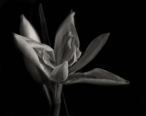 Black And White Art Print featuring the photograph Lily by Mario Celzner