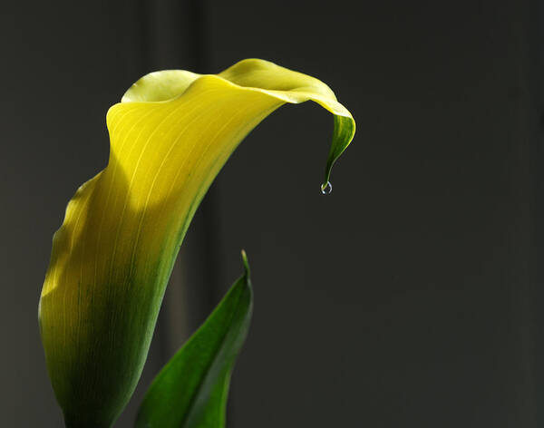 Calla Lily Art Print featuring the photograph Lily Pitcher by Wanda Brandon