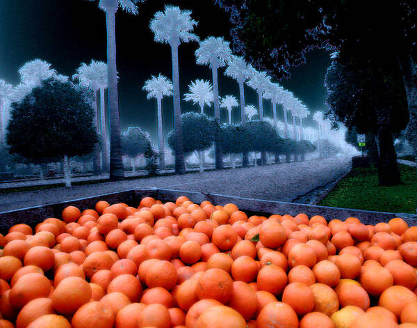 Oranges Art Print featuring the photograph Litchfield Park by Jim Painter