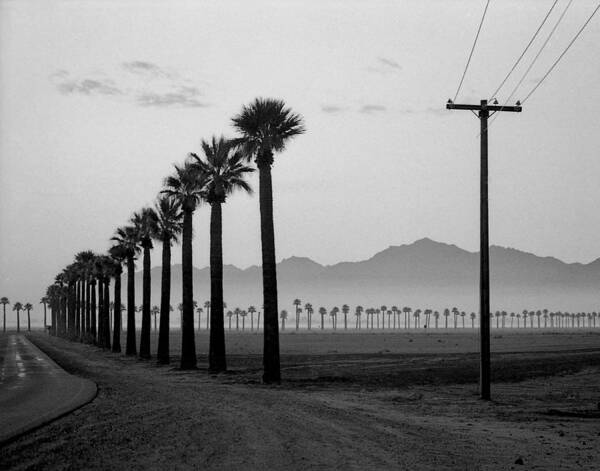 Palms Art Print featuring the photograph Litchfield Road by Jim Painter