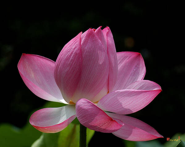 Nature Art Print featuring the photograph Lotus Beauty--Beauty in Disarray DL027 by Gerry Gantt