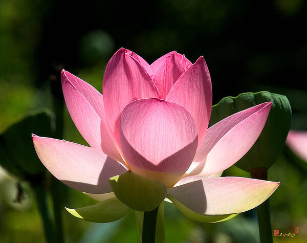 Nature Art Print featuring the photograph Lotus Beauty--Radiant Beauty DL011 by Gerry Gantt