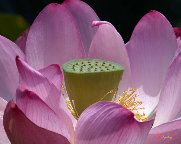 Nature Art Print featuring the photograph Lotus--Center of Being iv DL071 by Gerry Gantt
