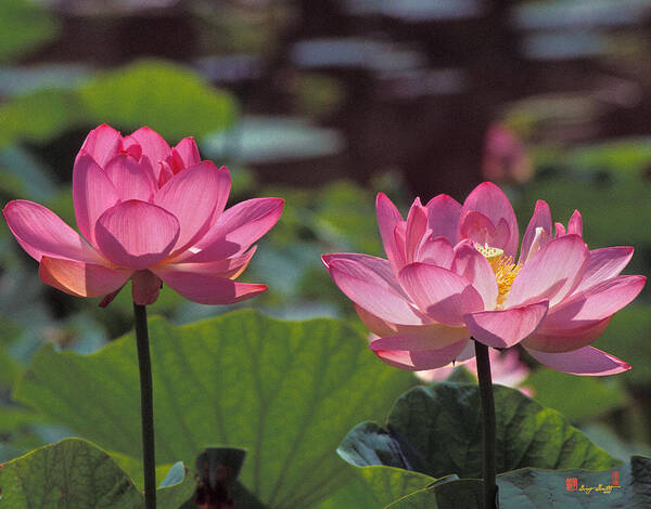 Nature Art Print featuring the photograph Lotus Pair 24M by Gerry Gantt
