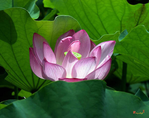 Nature Art Print featuring the photograph Lotus--Peeking Out i DL016 by Gerry Gantt