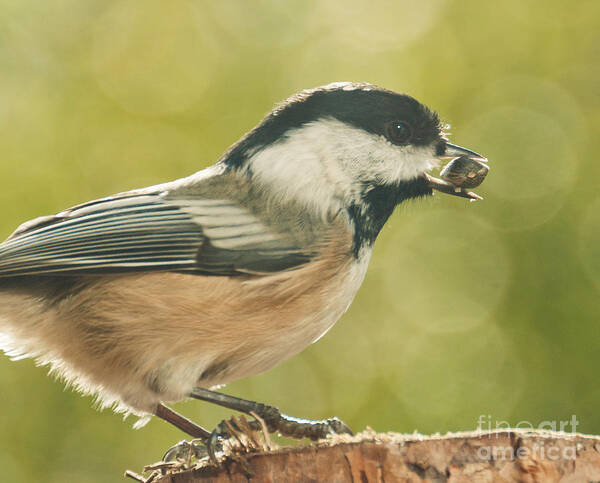 Chickadee Art Print featuring the photograph Lunch Time by Cheryl Baxter