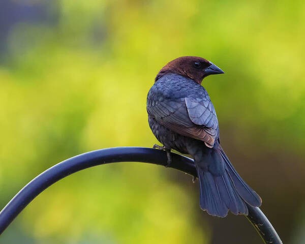 Bird Art Print featuring the photograph Male Cowbird - Back Profile by Bill and Linda Tiepelman