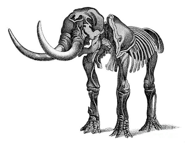 Prehistory Art Print featuring the photograph Mastodon, Cenozoic Mammal by Science Source