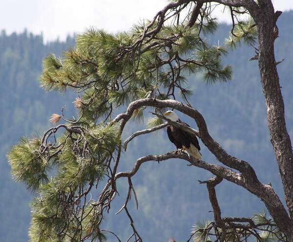 Bald Eagle Art Print featuring the photograph Mighty Eagle by Cathie Douglas