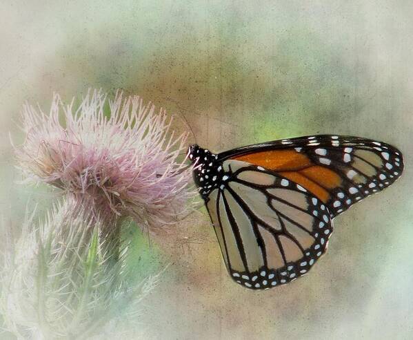 Monarch Art Print featuring the photograph Monarch Butterfly by Rudy Umans