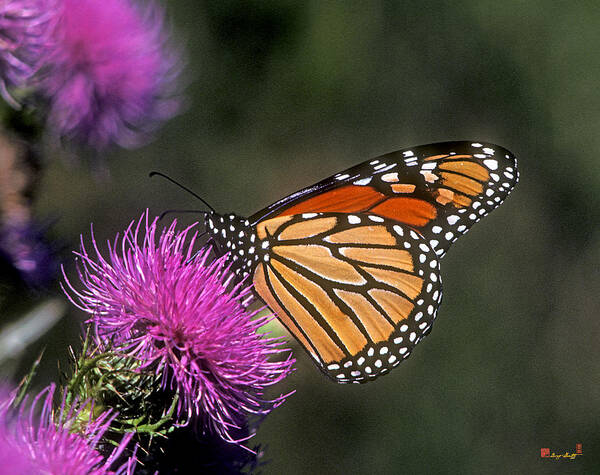 Nature Art Print featuring the photograph Monarch on Thistle 13F by Gerry Gantt
