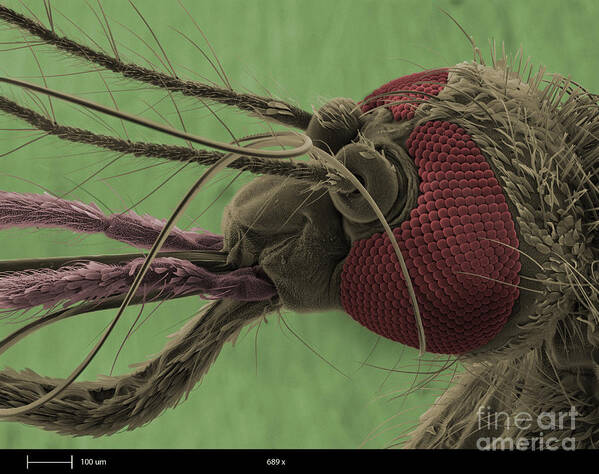 Mosquito Art Print featuring the photograph Mosquitos Head, Sem by Ted Kinsman