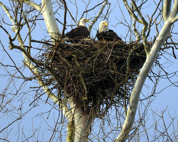 Bald Eagle Art Print featuring the photograph Nesting by Brian Stevens