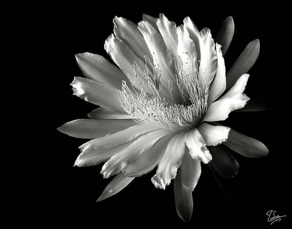 Flower Art Print featuring the photograph Night Blooming Cereus in Black and White by Endre Balogh