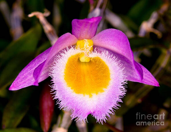 Orchid Art Print featuring the photograph Orchid 31 by Terry Elniski