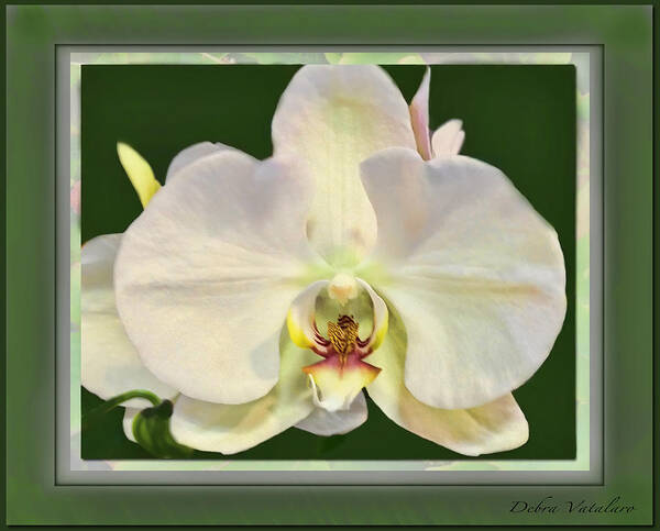 Orchid Captive Art Print featuring the photograph Orchid Captive by Debra   Vatalaro