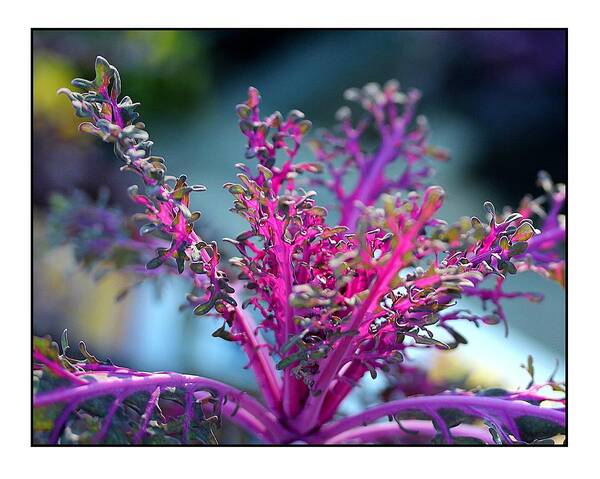 Ornamental Art Print featuring the photograph Ornamental Cabbage by Judi Bagwell