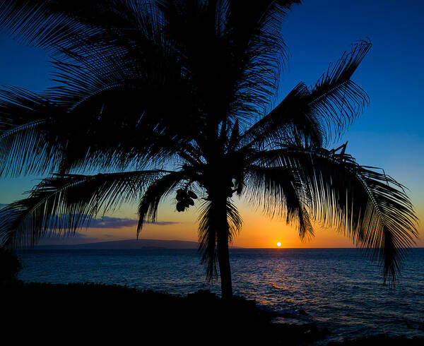 Buhler's Art Print featuring the photograph Palm Sunset by David Buhler