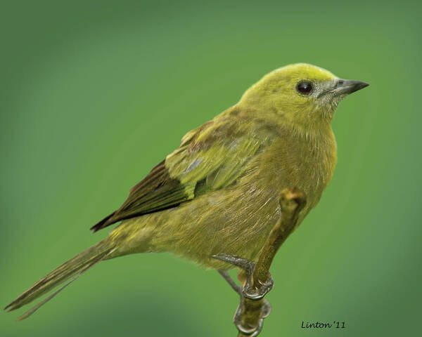 Palm Tanager Art Print featuring the photograph Palm Tanager by Larry Linton
