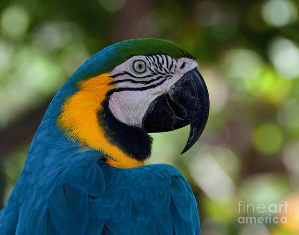 Parrot Art Print featuring the photograph Parrot head by Art Whitton