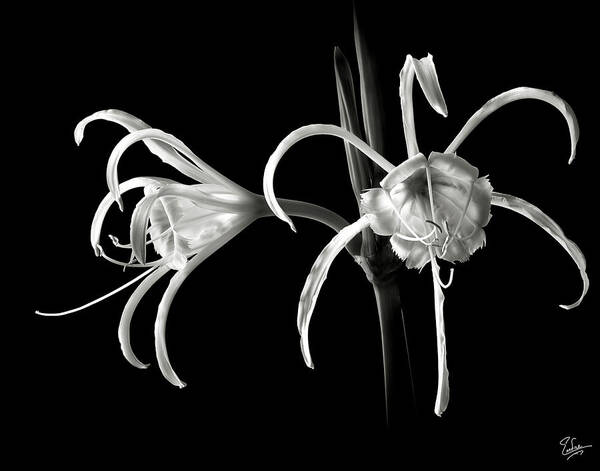 Flower Art Print featuring the photograph Peruvian Daffodil in Black and White by Endre Balogh