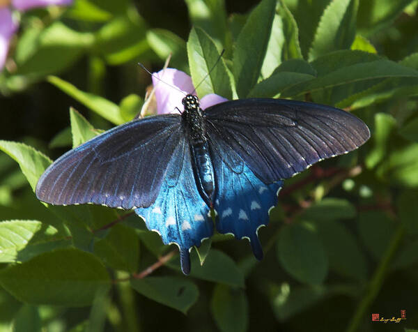 Nature Art Print featuring the photograph Pipevine Swallowtail DIN003 by Gerry Gantt