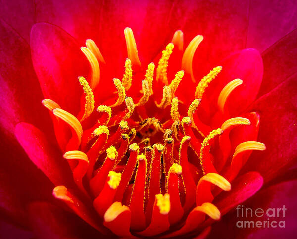 Waterlily Art Print featuring the photograph Pollination Time by Stacy Michelle Smith