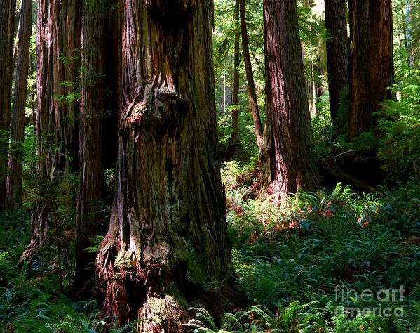 Redwood Trees Art Print featuring the photograph Prairie Creek Redwoods State Park 11 by Terry Elniski
