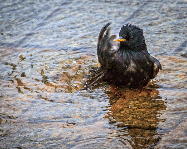 Starling Art Print featuring the photograph Public Bathing by Bob Orsillo