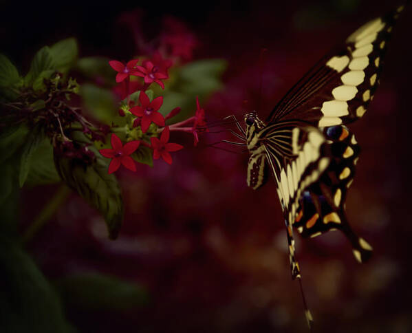 Nature Art Print featuring the photograph Radiant Swallowtail by Linda Tiepelman