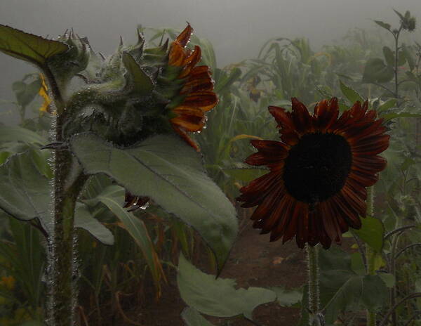 Sunflower Art Print featuring the photograph Rain In The Sunflower Garden by Diannah Lynch
