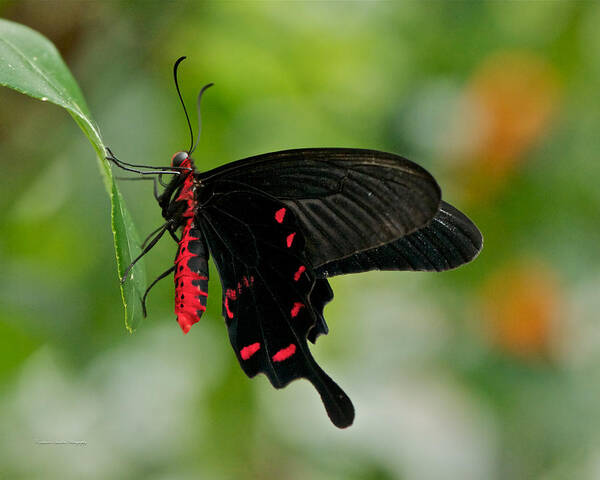 Red Art Print featuring the photograph Red and Black Butterfly by Constance Sanders