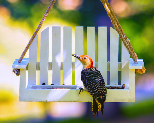 Red-bellied Woodpecker Art Print featuring the photograph Red-Belly Comes For Lunch by Bill and Linda Tiepelman