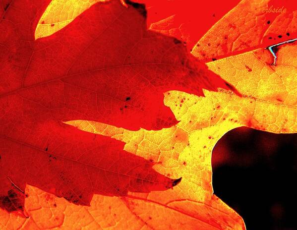 Leaves Art Print featuring the photograph Red On Gold by Chris Berry