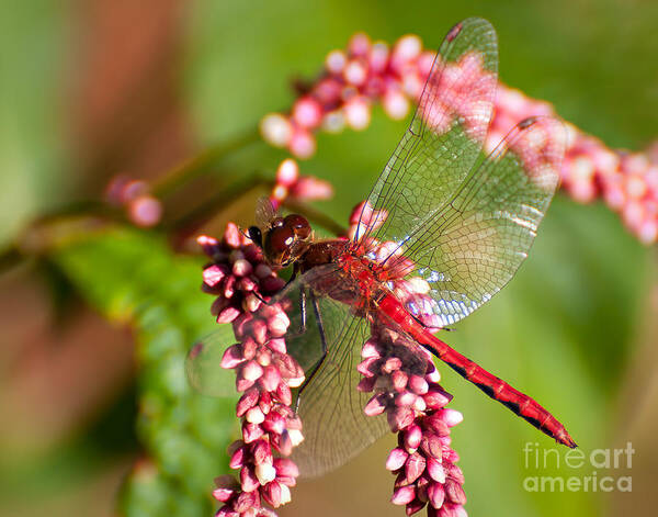 Dragonflies Art Print featuring the photograph Red on Red by Jean A Chang