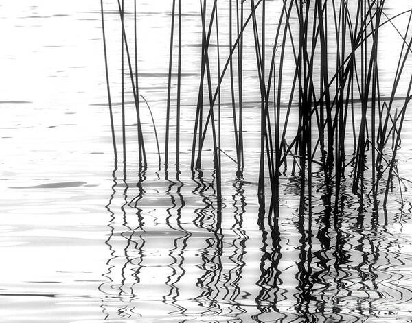 Reeds Art Print featuring the photograph Reeds on the Turtle Flambeau Flowage by Angie Rea
