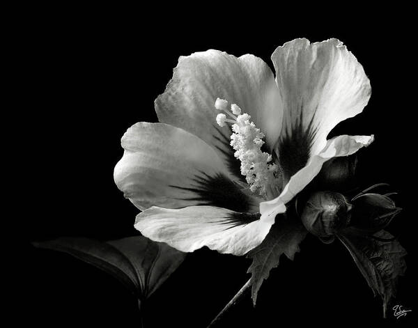 Flower Art Print featuring the photograph Rose of Sharon in Black and White by Endre Balogh