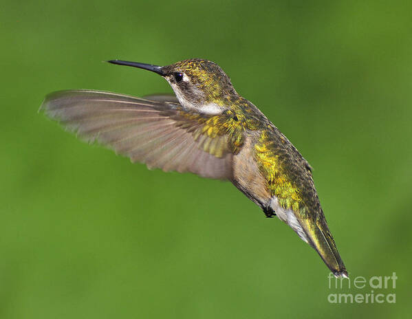 Ruby-throated Hummingbird Art Print featuring the photograph Ruby Throated Hummingbird by Rodney Campbell