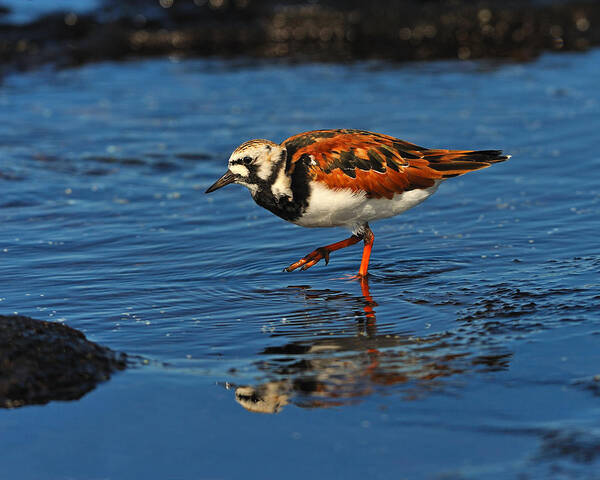 Ruddy Turnstone Art Print featuring the photograph Ruddy Turnstone by Tony Beck