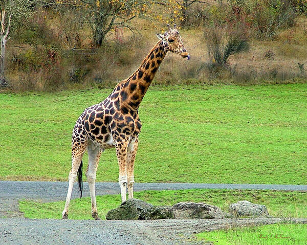 Giraffe Art Print featuring the photograph Safari Giraffe by Wendy McKennon