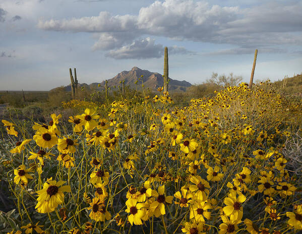 00443057 Art Print featuring the photograph Saguaro Cacti And Brittlebush by Tim Fitzharris