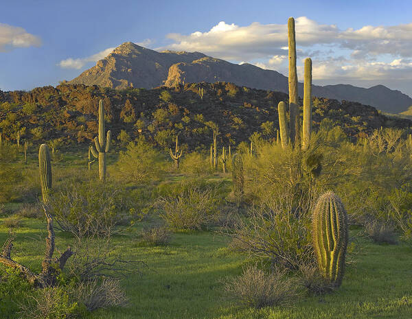 00175222 Art Print featuring the photograph Saguaro Cacti Picacho Mountains Picacho by Tim Fitzharris
