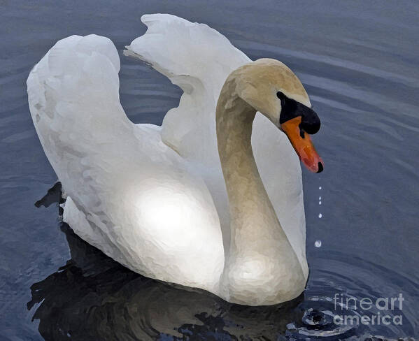 Swan Art Print featuring the photograph Serenity by Sheila Laurens