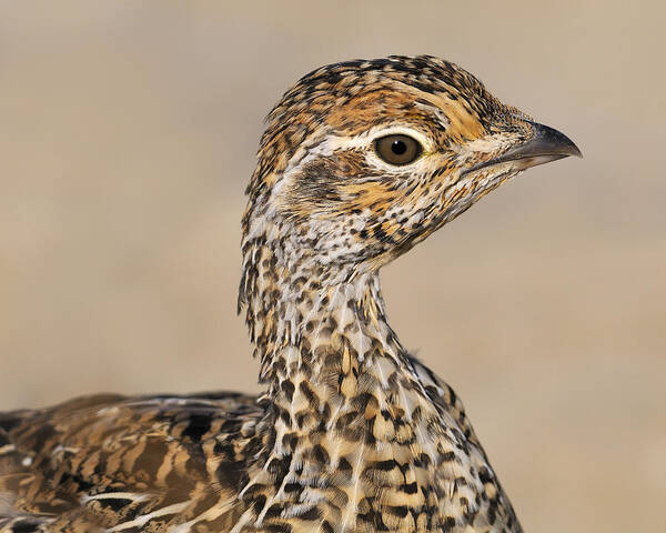Sharp-tailed Grouse Art Print featuring the photograph Sharp-tailed Grouse by Tony Beck